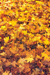 A background of colorful yellow foliage which lies in a public park in the fall afternoon.