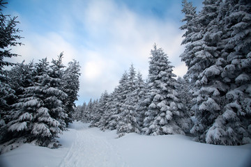 Snowy fir trees