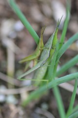 Atractomorpha lata / Grasshopper