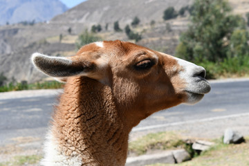 Fototapeta premium Lama close-up in Peru, South America.
