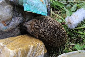 hedgehog in the trash © Анна Исаева