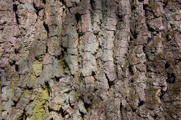 old tree bark