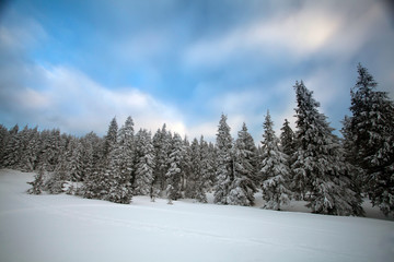 Snowy fir trees