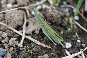 Atractomorpha lata / Grasshopper