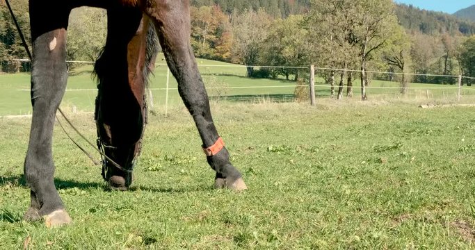 Grasendes Pferd tiefstehende Sonne 2 4k DCI 50%  Speed