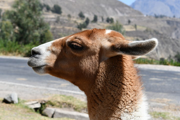 Lama portrait in Peru, South America.