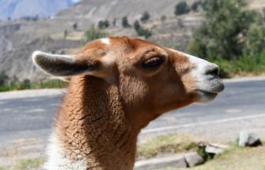 Obraz premium Lama close-up portrait in Peru, South America.