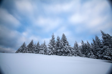 Snowy fir trees