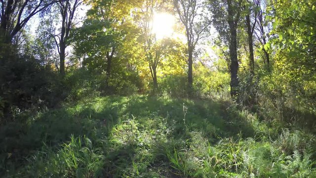 Steadicam flies through tree row. Stabilized video of autumn walk with sun peeking behind trees
