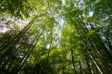 Blick in die grünen Baumkronen - Sommer und hohe Bäume in Viersen-Süchteln
