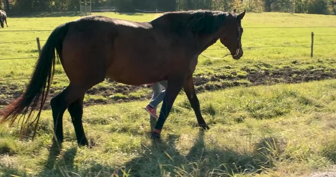 Gehendes Pferd von verdeckter Reiterin gef&uuml;hrt 4k DCI 50% Speed