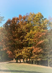 Baumgruppe herbstlich im goldenen Oktober 