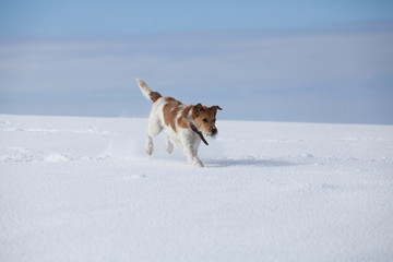 Fototapeta na wymiar Dog in snow