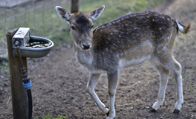 Deer in public park during autumn season at a sunny day