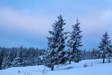 Snowy fir trees