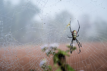 spider on a web