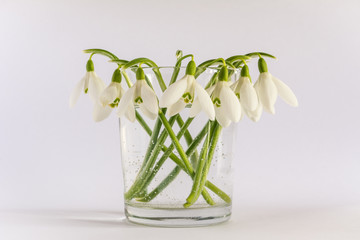 Spring snowdrop (Galanthus nivalis) flowers bouquet in a vase isolated on a white background. Air bubbles can be seen in the vase.