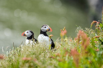 Fototapeta premium Couple of Atlantic puffins (Fratercula arctica) near Dyrholaey in Iceland looking symmetrical in opposite directions