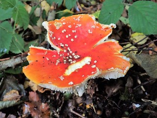 Close-up of Amanita muscaria fly agaric mushroom