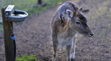 Deer in public park during autumn season at a sunny day