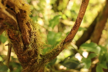 amazon tree nature