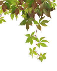 Parthenocissus