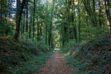 Waldweg im Herbst