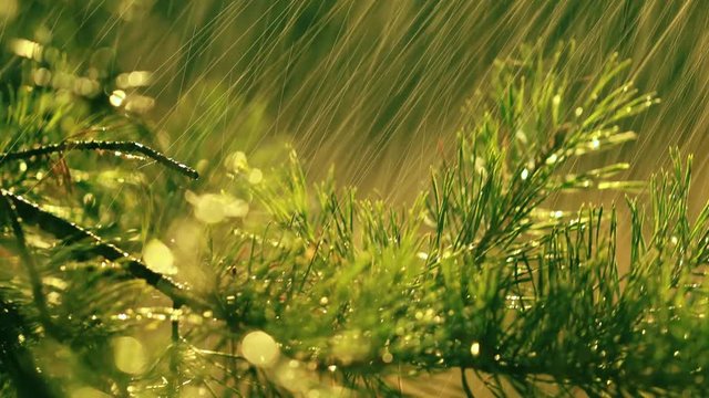Fir branch and rain drops closeup