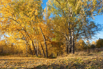 Autumn landscape of woodland yellow trees with leaves in the sun light
