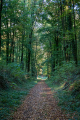 Obraz premium Waldweg im Herbst