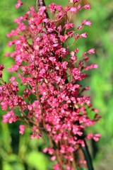 pink flowers in garden