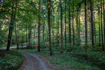 Waldweg im Herbst