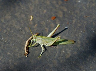 Grasshopper on black asphalt