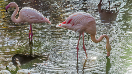 Flaming Różowy © Mariusz Sowula