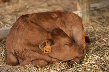 Brown cow sleeping