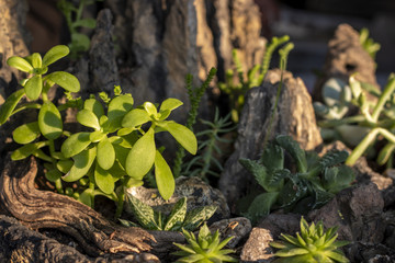 succulent terrarium garden