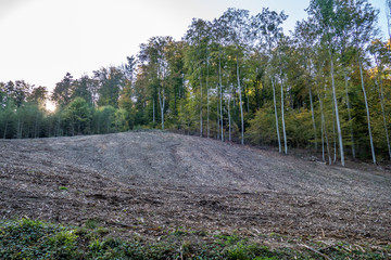 Abholzung im Wald
