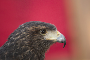 golden eagle (Aquila chrysaetos)