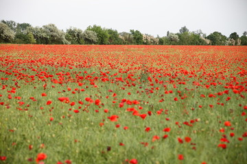 Mohnfeld bei Delitzsch, Nordsachsen