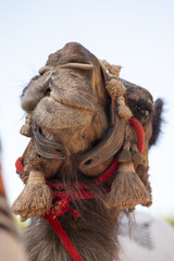 camel head in medieval festival