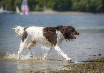 Kleine Münsterländer Spielen im Wasser.