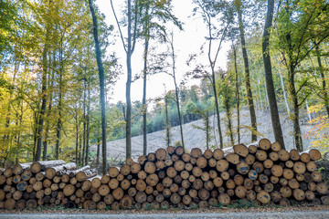 Gefällte und markierte Baumstämme im Wald
