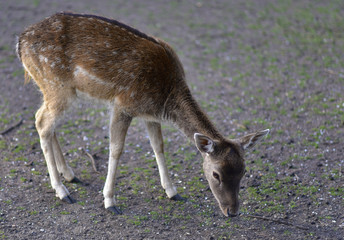 Deer in public park during autumn season at a sunny day