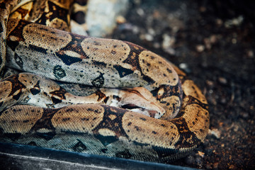 Snake in Paris Zoo