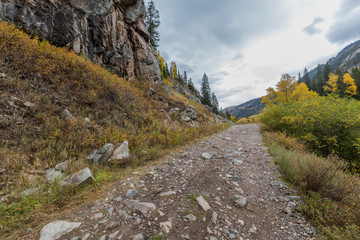 Autumn landscape Colorado USA. Golden Aspen trees. 
