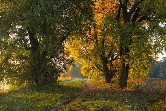 Park at autumn in Falenty near Raszyn, Masovia, Poland