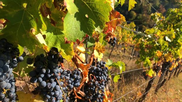ipe purple grapes on a vine in autumn