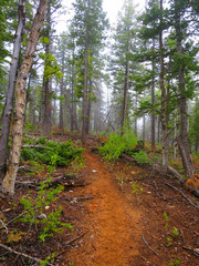 Obraz premium Pine Trees