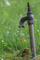 watering the garden