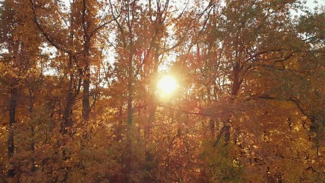 Flying up on drone above beautiful autumn yellow trees in rays of sunset sun in city park, toned